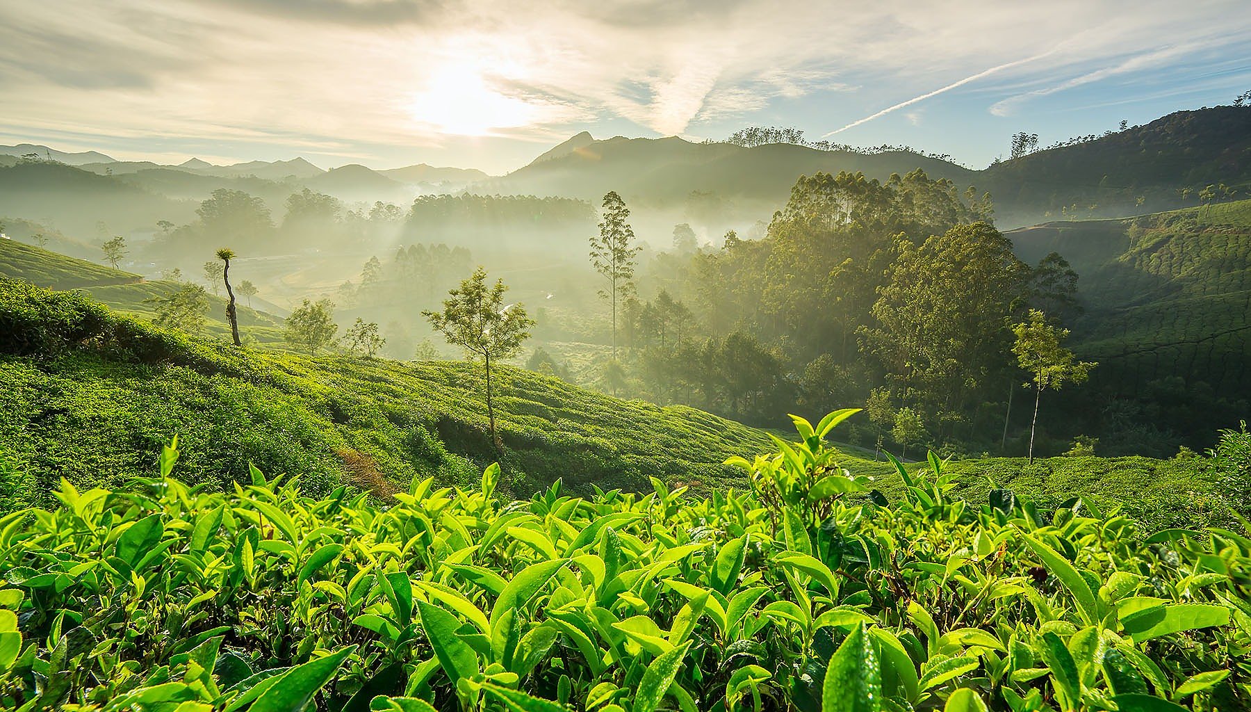 Darjeeling First Flush 2026